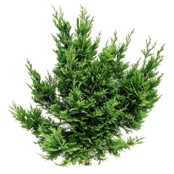 Juniperus Sabina Bush on Transparent Cutout png
