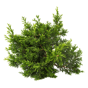 Juniperus Sabina Bush Isolated on Transparent Background png