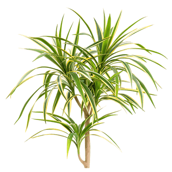 Pandanus Baptistii Variegata Bush on Transparent Background png
