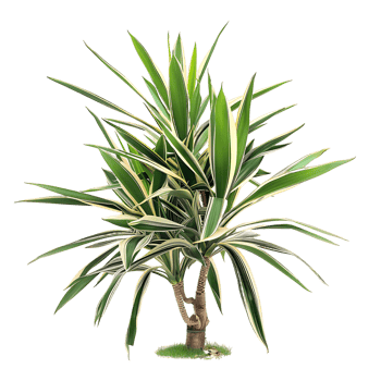 Pandanus Baptistii Variegata Bush Isolated on Clear Background png