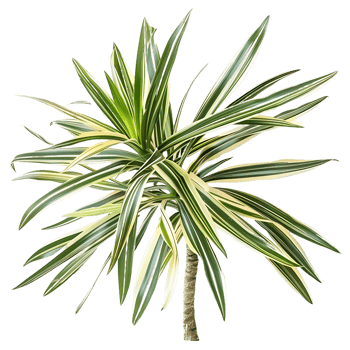 Pandanus Baptistii Variegata Cutout on Transparent png