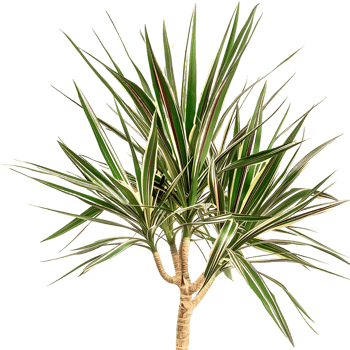 Pandanus Baptistii Variegata on Transparent Background png