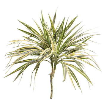 Pandanus Baptistii Variegata Bush Isolated on Transparent png