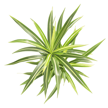 Pandanus Baptistii Variegata Isolated on Clear Background png