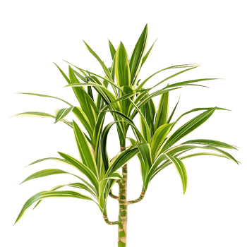 Pandanus Baptistii Variegata Bush on Clear Background png