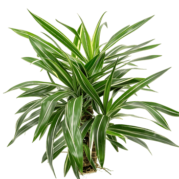 Pandanus Baptistii Variegata Bush on Transparent Background Cutout png