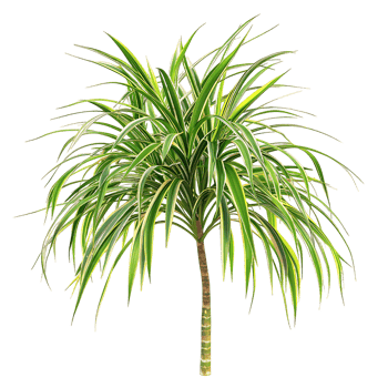 Pandanus Baptistii Variegata Bush Isolated on Clear Cutout png