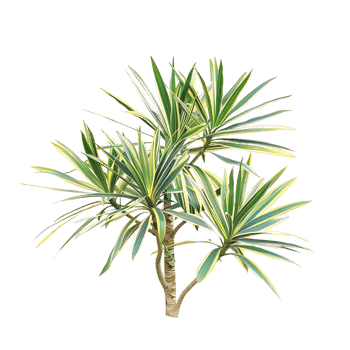 Pandanus Baptistii Variegata on Transparent Cutout png