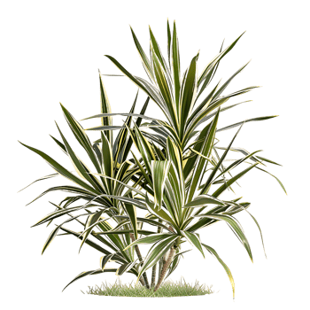 Pandanus Baptistii Variegata Bush with Transparent Background png