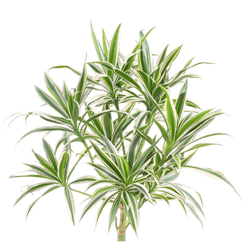 Pandanus Baptistii Variegata Bush on Transparent Background png