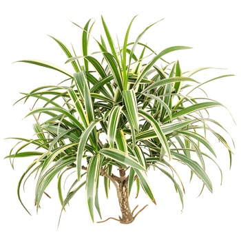 Pandanus Baptistii Variegata on Transparent Background Cutout png