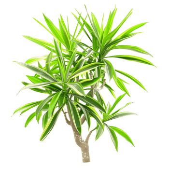 Isolated Pandanus Baptistii Variegata on Transparent Background png