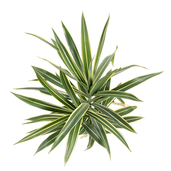 Pandanus Baptistii Variegata Isolated on Transparent Background png