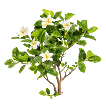 Michelia Alba Tree on Transparent Background png