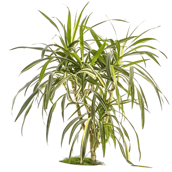 Pandanus Baptistii Variegata Bush on Clear Background Cutout png