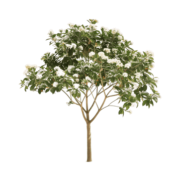 Michelia Alba Tree Isolated on Clear Background png