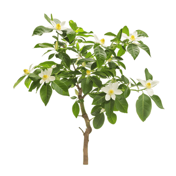 Michelia Alba Cutout on Transparent png