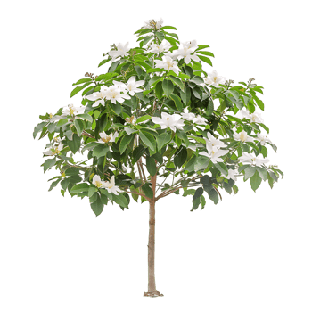 Michelia Alba Tree on Clear Background png