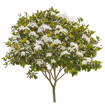 Michelia Alba Tree with Transparent Background png