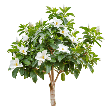 Michelia Alba Isolated on Clear Background png