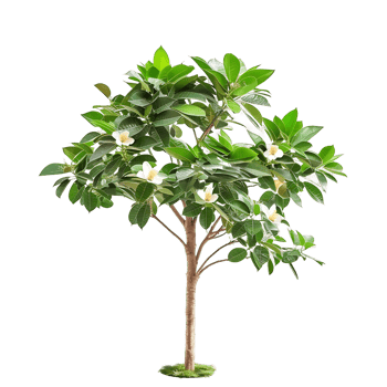 Michelia Alba Tree Isolated on Transparent png