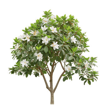 Michelia Alba Tree Isolated on Clear Background png