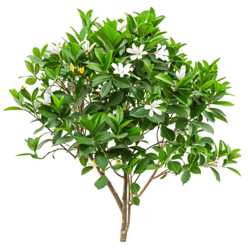 Michelia Alba Tree Isolated on Clear Background png