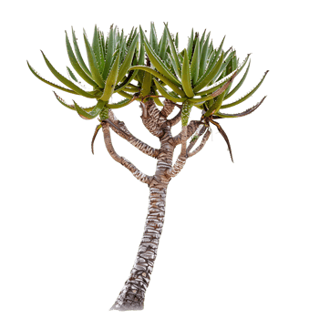 Aloe Pillansii Tree Isolated on Transparent png