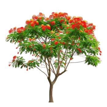 Delonix Regia Tree on Transparent Background png
