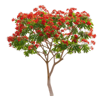 Delonix Regia Tree Isolated on Transparent png