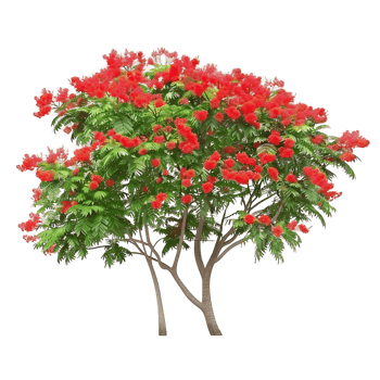 Delonix Regia Tree Isolated on Clear Background png