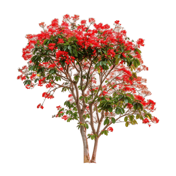 Delonix Regia Tree Cutout on Transparent png