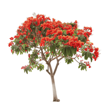 Delonix Regia Isolated on Transparent Background png