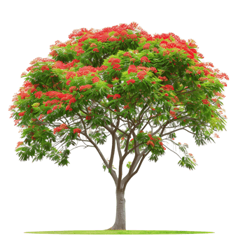 Delonix Regia Tree on Transparent Background Cutout png