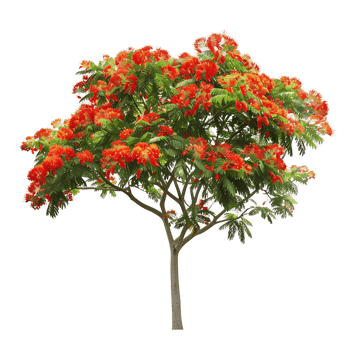 Delonix Regia Tree on Clear Background Cutout png