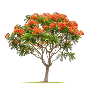 Delonix Regia Tree with Transparent Background png
