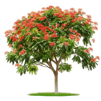 Delonix Regia on Transparent Cutout png
