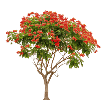 Delonix Regia Tree on Clear Background png