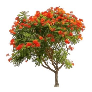 Delonix Regia Tree Isolated on Transparent png
