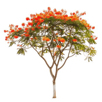 Delonix Regia on Transparent Background png