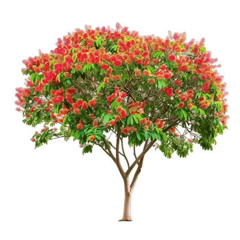 Delonix Regia Tree Isolated on Clear Background png