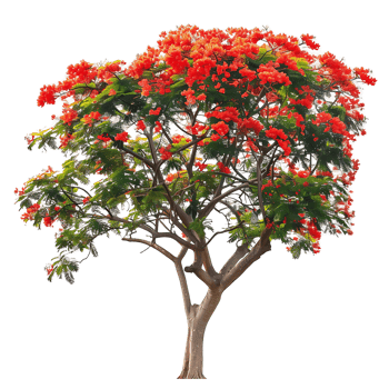 Delonix Regia Isolated on Clear Background png