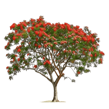 Delonix Regia Tree with Clear Background png