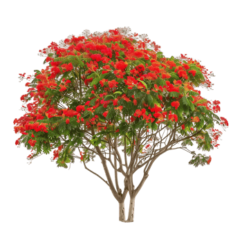 Delonix Regia Tree on Transparent Background png