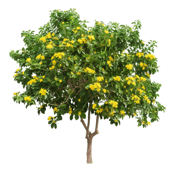 Larrea Cuneifolia on Transparent Background png