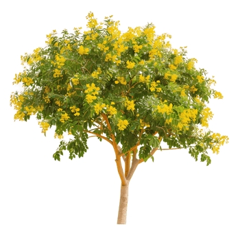 Larrea Cuneifolia Tree with Transparent Background png