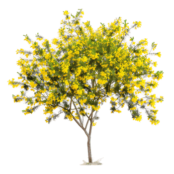 Larrea Cuneifolia Isolated on Clear Background png