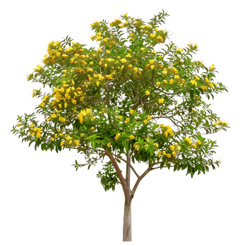 Larrea Cuneifolia Isolated on Clear Background png