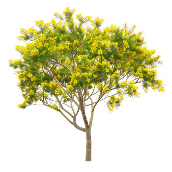 Larrea Cuneifolia on Clear Background Cutout png
