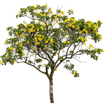Larrea Cuneifolia on Clear Background Cutout png